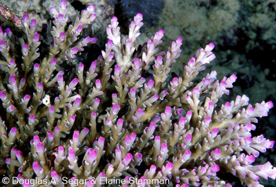 Hard Corals