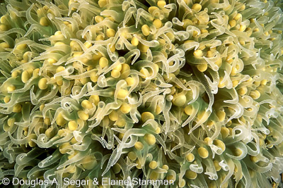Hard Corals