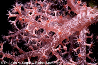 Soft Corals