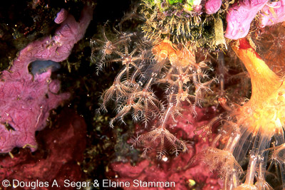 Soft Corals