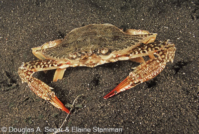 Crustacea - Crabs