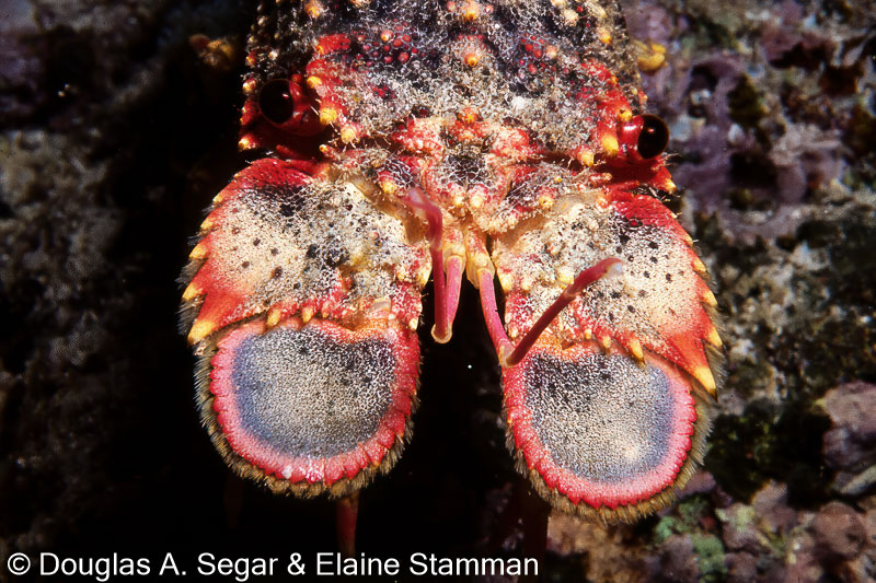 Regal slipper lobster Arctides regalis Segar0303 Reefimages Introduction to Ocean Sciences