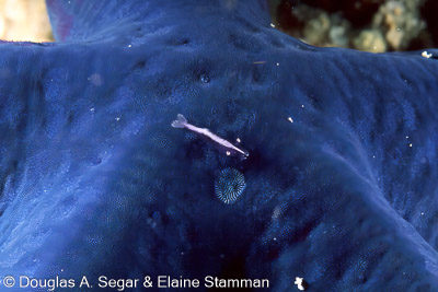 SegarA5280.jpg