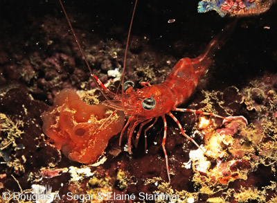 Crustacea - Shrimp and Lobsters