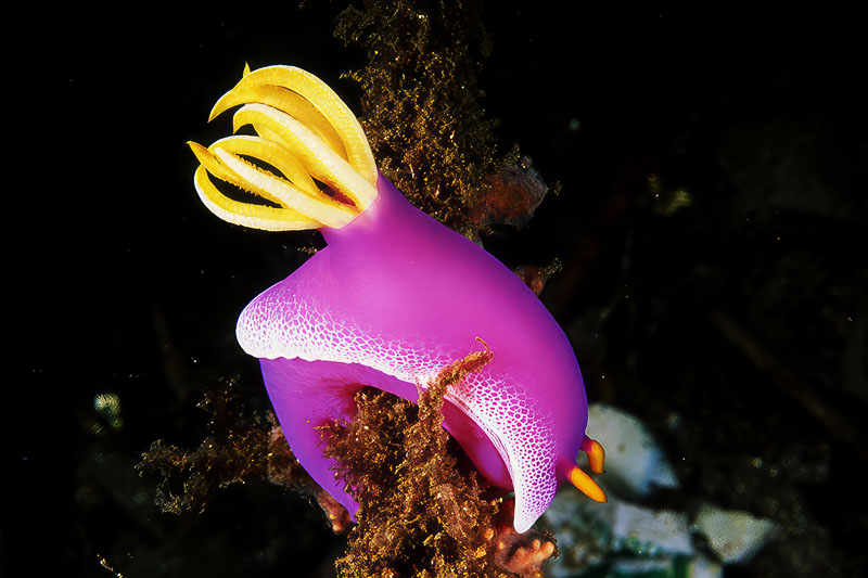 SegarA8134.jpg