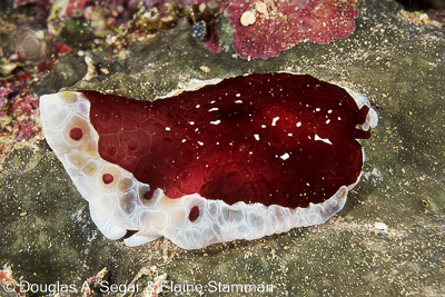 Mollusks - Nudibranchs