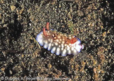 Mollusks - Nudibranchs