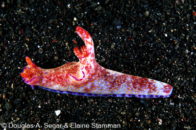 Mollusks - Nudibranchs