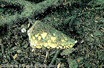 Mollusks - Other than nudibranchs