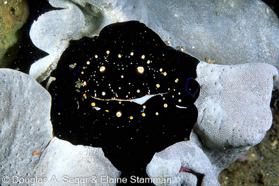 Mollusks - Other than nudibranchs