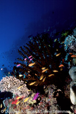 Reef_Scenes