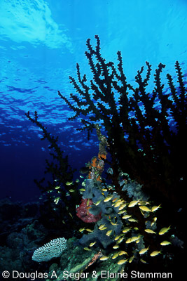 Reef_Scenes