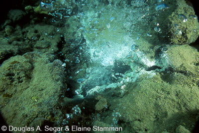 Reef_Scenes