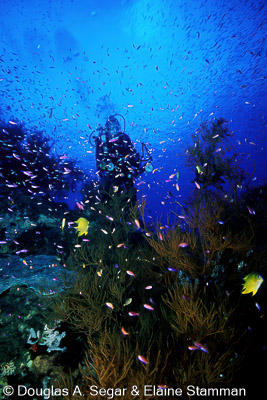 Reef_Scenes