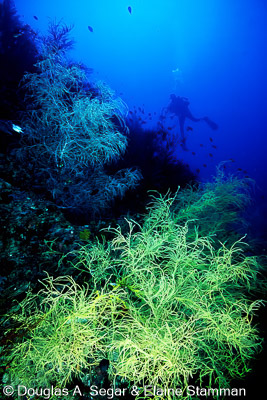Reef_Scenes