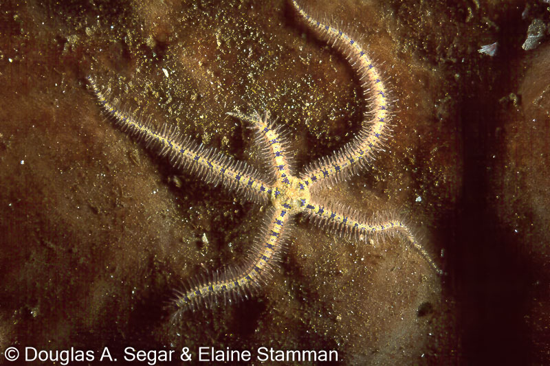 SegarA3953.jpg