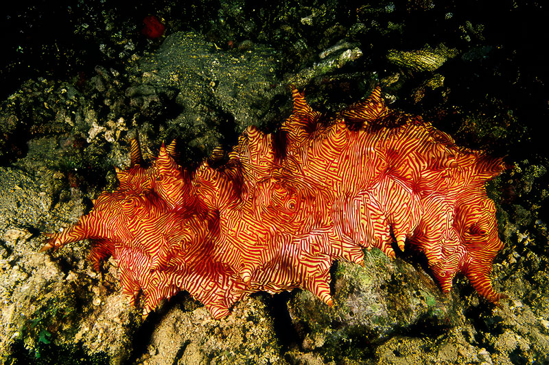 SegarA6952.jpg