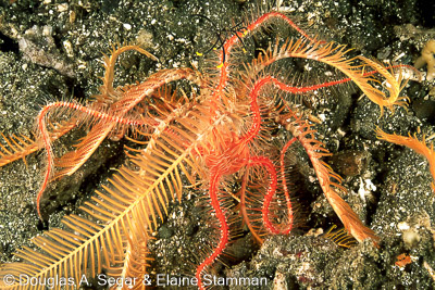 Seastars