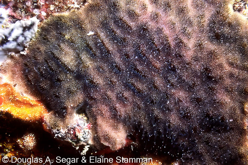 Segar0404.jpg