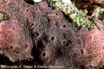 Sponges