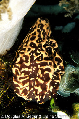 SegarA7210.jpg