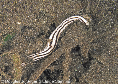 Worms