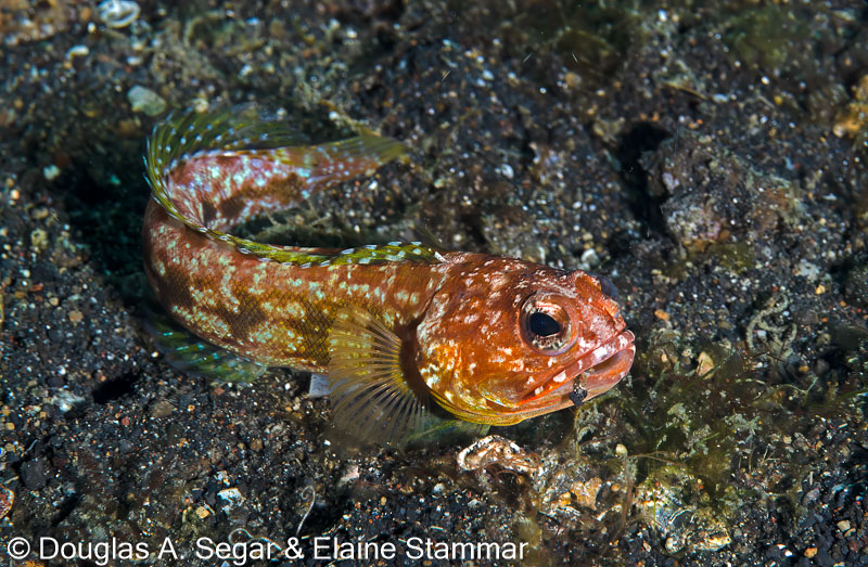 Segar-2014-09-2126.jpg