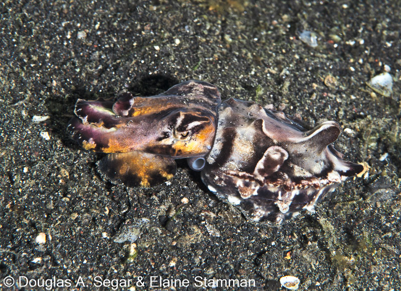 Segar-2014-09-2166.jpg