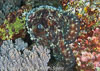 Segar-2010-07-1526.jpg