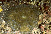 SegarA8492.jpg