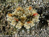 Batu Sandar