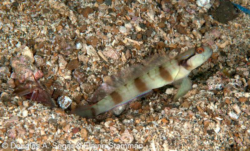 Segar-2010-07-0635.jpg