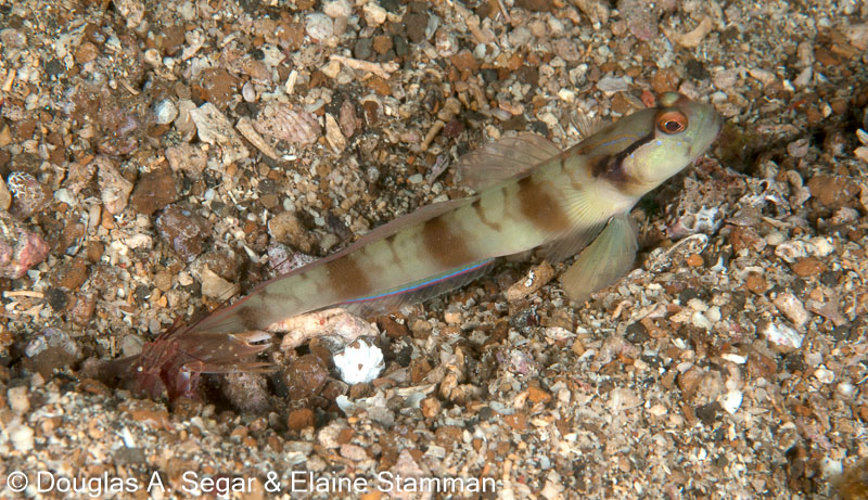 Segar-2010-07-0642.jpg