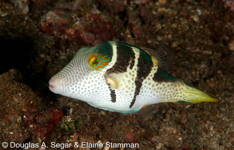 Segar-2010-07-0667.jpg