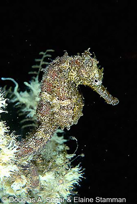 SegarB0424.jpg