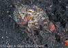Lembeh Strait Divesites