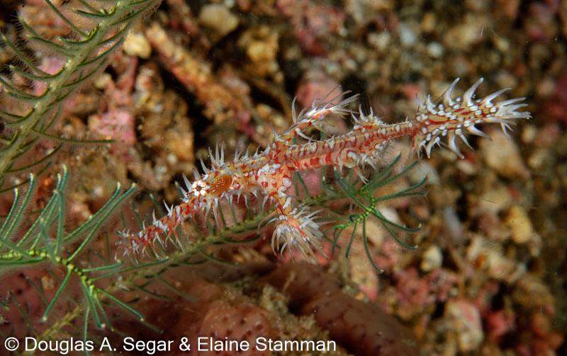 Segar-2012-07-0254.jpg