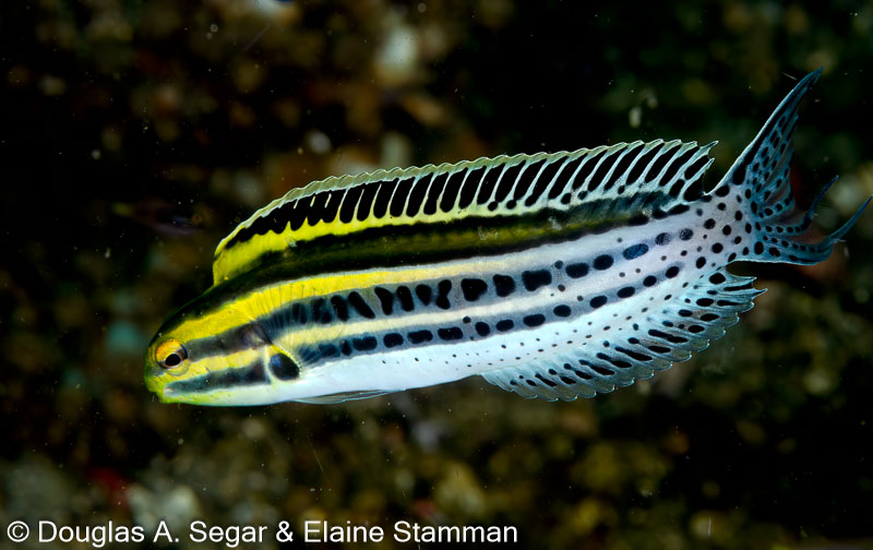 Segar-2014-09-3073.jpg