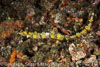 Segar-2012-07-2815.jpg