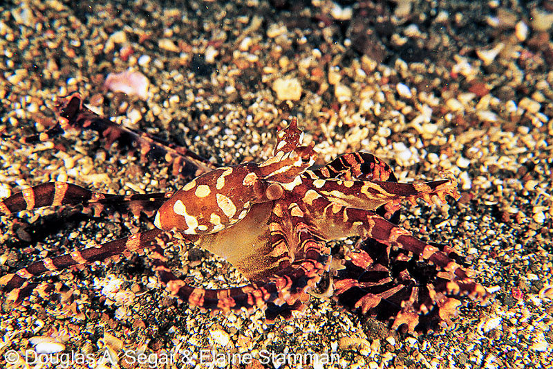 SegarA8789.jpg