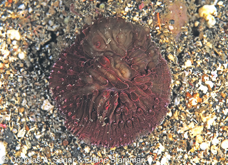 SegarB0481.jpg