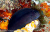 Nudi_Falls