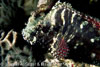 Nudi_Falls