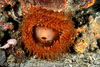 Nudi_Falls