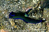 SegarB0938.jpg