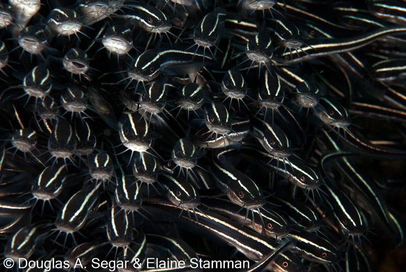 Segar-2010-07-0394.jpg