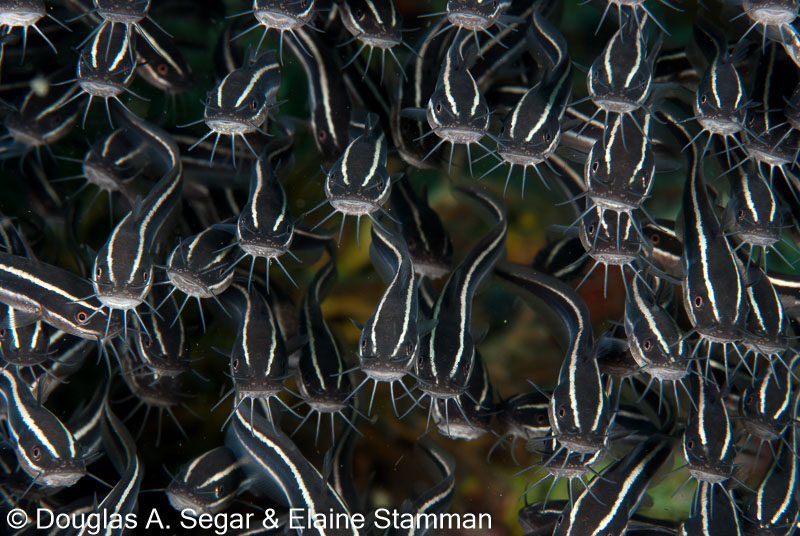 Segar-2010-07-0395.jpg