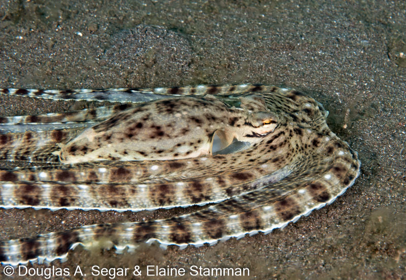 Segar-2010-07-0435.jpg