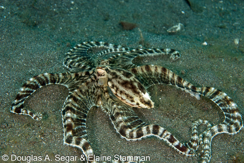 Segar-2010-07-0444.jpg