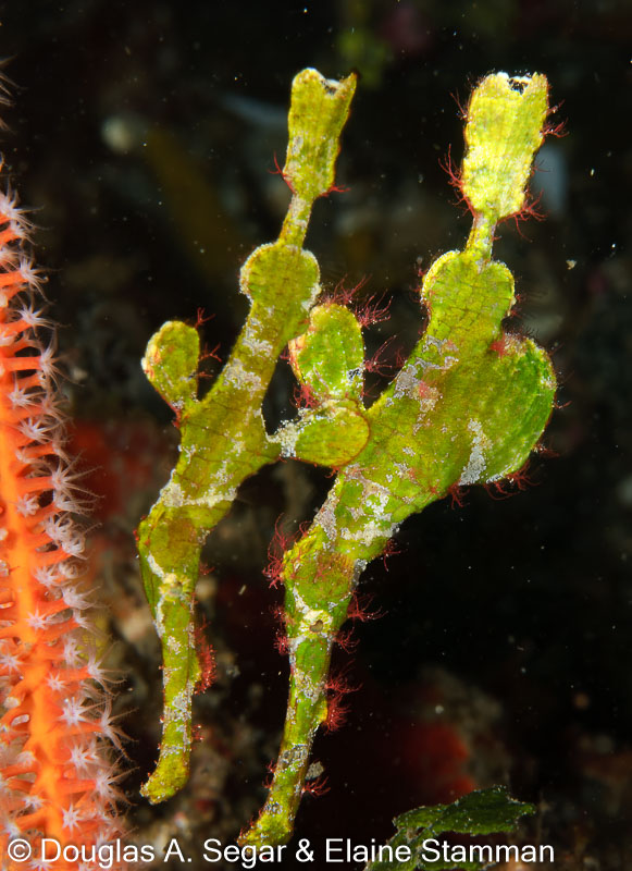 Segar-2011-07-0283.jpg